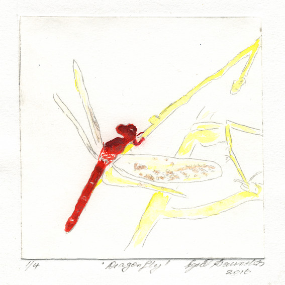 Nyrel Saunders 1, Australia, Dragonfly, 2016, Drypoint Hand Coloured, 13 x 13 cm